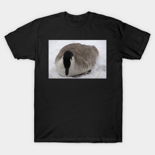 Canada Geese in the winter T-Shirt